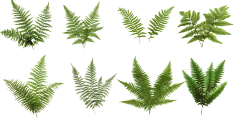  Ferns, green plants isolated on a transparent background 