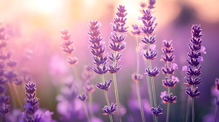 Obraz premium Dreamy Lavender Flowers in Soft Gradient Bokeh Background for Branding