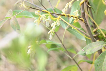 Cuscuta or Dodder flower. It is a genus of over species of yellow, orange or red parasitic plants. Its identified by its thin stems appearing leafless, with the leaves reduced to minute scales.Amarbel