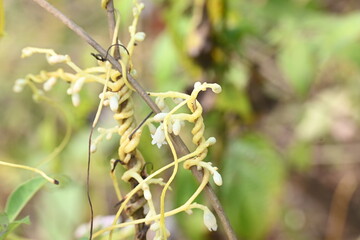 Cuscuta or Dodder flower. It is a genus of over species of yellow, orange or red parasitic plants....