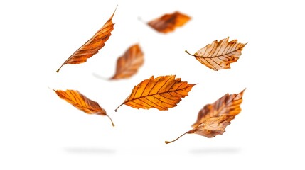 Floating Autumn Leaves in Dynamic Mid Air Arrangement Against White Background