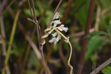 Cuscuta or Dodder flower. It is a genus of over species of yellow, orange or red parasitic plants....