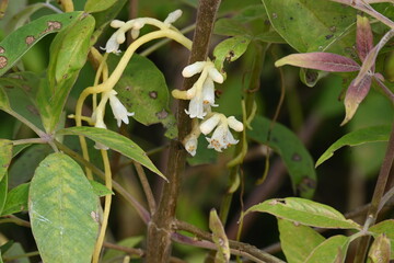 Cuscuta or Dodder flower. It is a genus of over species of yellow, orange or red parasitic plants....