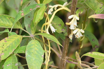 Cuscuta or Dodder flower. It is a genus of over species of yellow, orange or red parasitic plants....