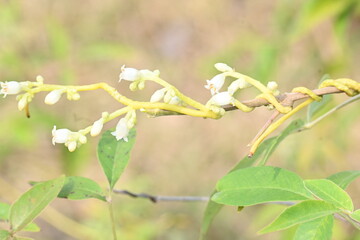 Cuscuta or Dodder flower. It is a genus of over species of yellow, orange or red parasitic plants. Its identified by its thin stems appearing leafless, with the leaves reduced to minute scales.Amarbel