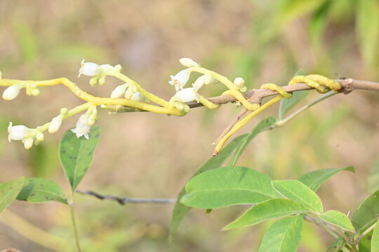 Cuscuta or Dodder flower. It is a genus of over species of yellow, orange or red parasitic plants. Its identified by its thin stems appearing leafless, with the&nbsp;leaves&nbsp;reduced to minute scales.Amarbel