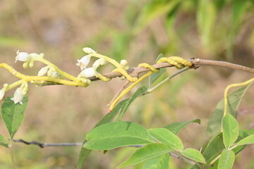 Cuscuta or Dodder flower. It is a genus of over species of yellow, orange or red parasitic plants. Its identified by its thin stems appearing leafless, with the leaves reduced to minute scales.Amarbel