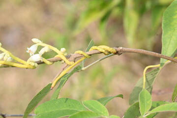 Cuscuta or Dodder flower. It is a genus of over species of yellow, orange or red parasitic plants....