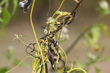 Cuscuta or Dodder flower. It is a genus of over species of yellow, orange or red parasitic plants....