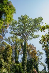 Obraz premium Traveler walking on a long rope suspension bridge among giant ancient trees in the jungle of Laos.