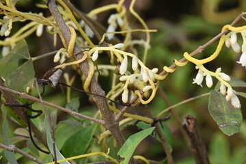 Cuscuta or Dodder flower. It is a genus of over species of yellow, orange or red parasitic plants....