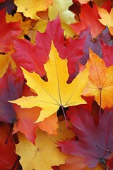 Fototapeta premium Colorful Maple Leaves in Autumn Fall Season Natural Background