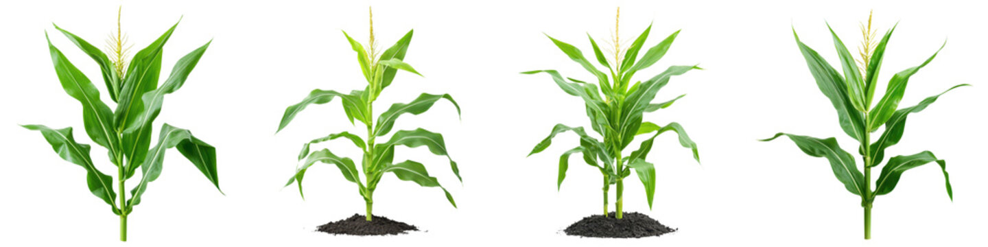 Abundant maize crop growing on fertile farmland surrounded by lush green foliage showcasing a thriving agricultural landscape in a rural setting