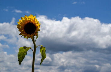Serene sunflower scene with a soft, overcast sky