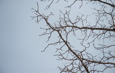 Many branches with the sky as a backdrop, creating various shapes that can be imagined.