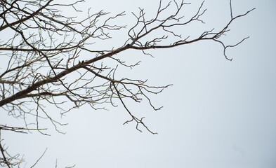 Many branches with the sky as a backdrop, creating various shapes that can be imagined.