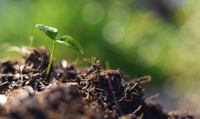 green sprout in the ground