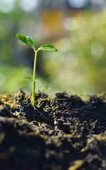 green sprout in the ground