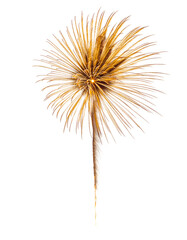 Fototapeta premium Golden Fireworks Burst