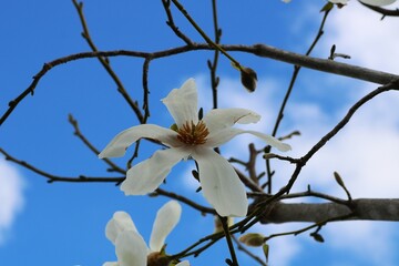 爽やかに咲く白いハクモクレンの花　春の日