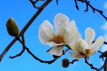 爽やかに咲く白いハクモクレンの花　春の日