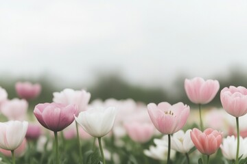 Obraz premium field of blossoming spring flowers in various shades of vibrant colors with ample copy space for text integration
