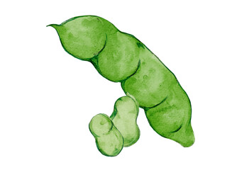 水彩で描いた春野菜のそら豆料理食材の水彩ベクターイラスト素材