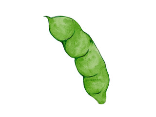 水彩で描いた春野菜のそら豆料理食材の水彩ベクターイラスト素材