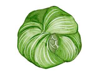 水彩で描いた春の山菜のタラの芽料理食材の水彩ベクターイラスト素材