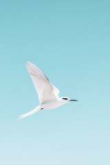 Obraz premium serene solitary bird in flight against vast blue sky wings spread wide with expansive copy space capturing freedom