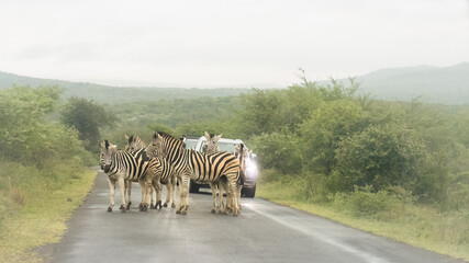 A small herd of zebra stand casually in the middle of the road, blocking tourist cars on a rainy, misty day under overcast skies in the thornveld habitat of a game reserve in South Africa.