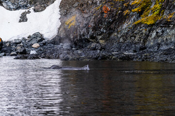 Close-up of the back of a diving humpback whale -Megaptera novaeangliae- including the dorsal fin and blow hole. Image taken in the Gerlache strait, near Cuverville island, in the Antarctic peninsula.
