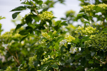 Murraya paniculata cluster of small, green buds is nestled among lush green leaves