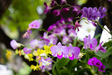 cluster of delicate yellow orchids in full bloom. The soft petals and intricate details of the flowers are beautifully