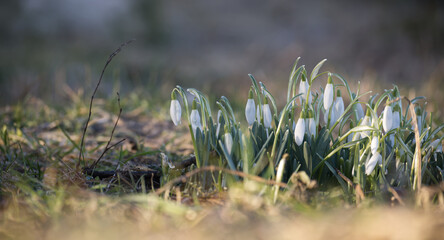 A tranquil view of snowdrop flowers blooming in early spring, bathed in gentle sunlight.