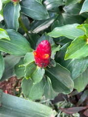 Pacing pentul (Costus spicatus) thrives in tropical environments
Plants with cone-shaped red flowers, large green leaves