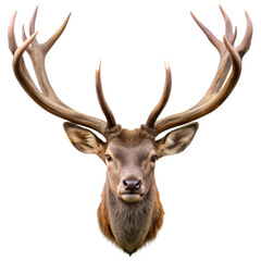 Majestic Deer Antlers Isolated on White Background