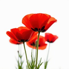 Fototapeta premium Close-up of vibrant red poppy flowers with delicate petals against a white background, showcasing bold natural beauty.