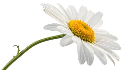 Naklejka premium White Daisy with a Yellow Center, Isolated on a White Background, symbolizing innocence and freshness, High-Resolution Nature Stock Image
