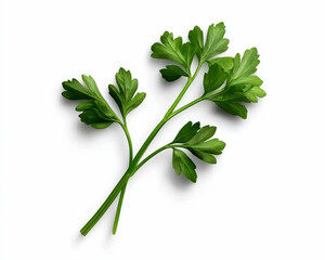 Obraz premium Fresh parsley sprigs on a clean white background for culinary use.