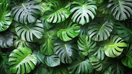 Overhead View of Lush Green Monstera Leaves Forming Dense Background