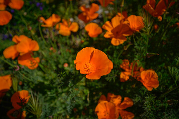 Orange California Poppy in the Spring of 2025