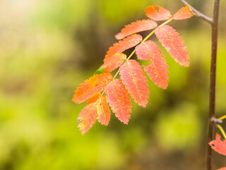 Rowan branches with yellow leaves in the autumn park.