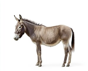 Obraz premium Standing Gray Donkey Animal Isolated on White Background Side View