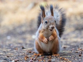 Squirrel in autumn hides nuts on the green grass with fallen yellow leaves