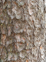 Old wood pine bark texture or background.