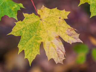 Maple branches with yellow leaves in autumn, in the light of sunset.