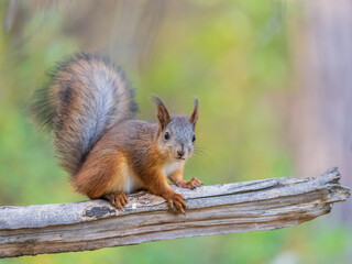 Squirrel sits on a branch in Autumn park