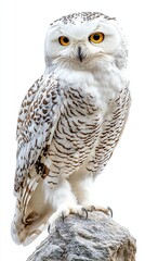 Obraz premium Majestic snowy owl perched on a rock.