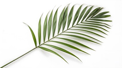 Fototapeta premium Minimalist Palm Leaf with a Long Stem, Isolated on a White Background, adding a touch of tropical elegance, Clean and Modern Tropical Stock Image